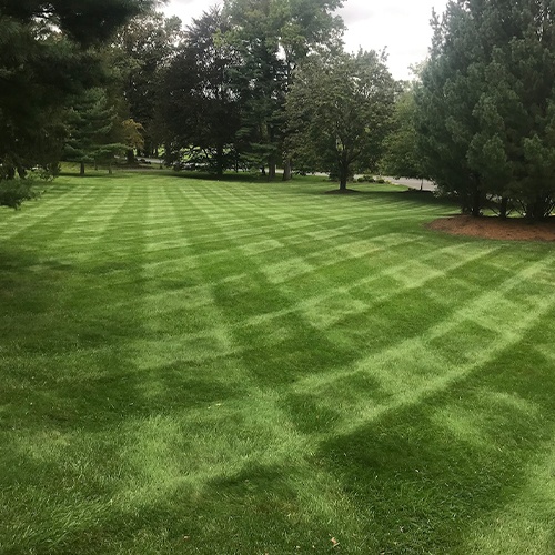 neatly mowed grass