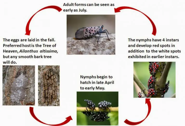 spotted lantern fly life cycle
