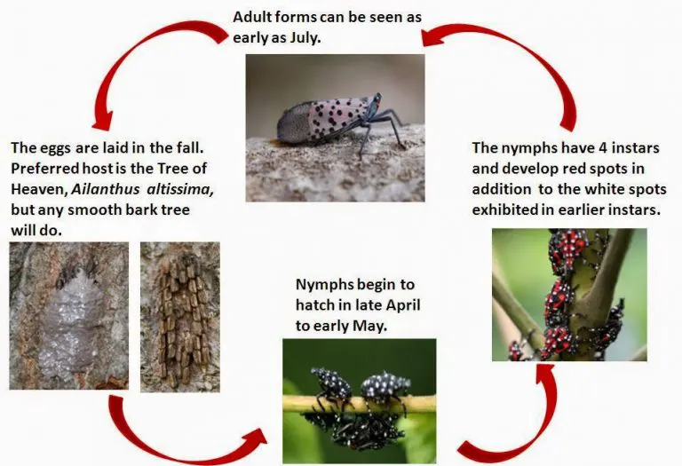 Spotted Lanternfly Management for Residents