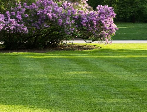 Lawn Care Beneficial Services