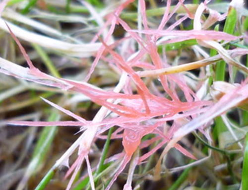 Red Thread & Pink Patch