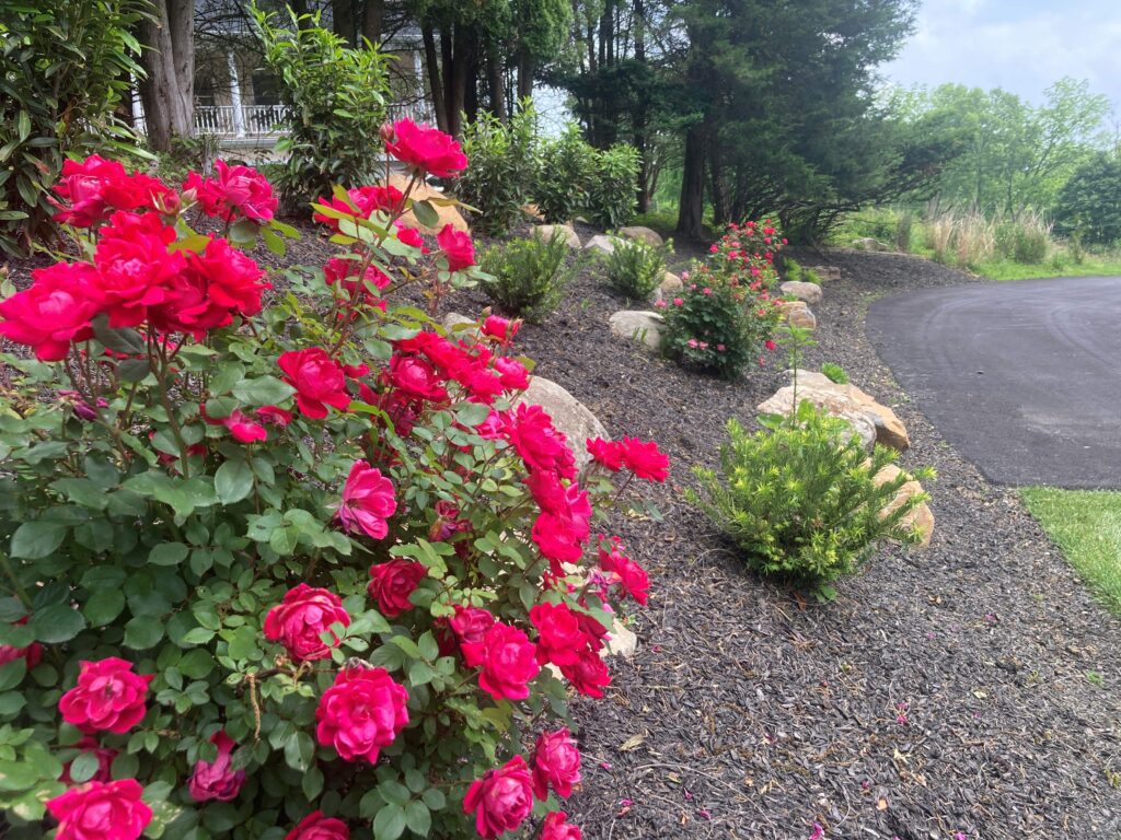 Rose bush in landscape